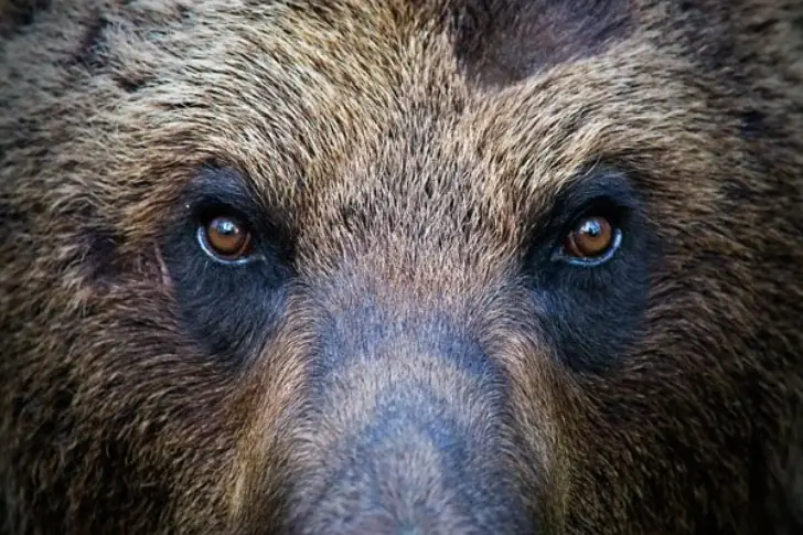 Rückkehr des Retters: Der Bär übernimmt