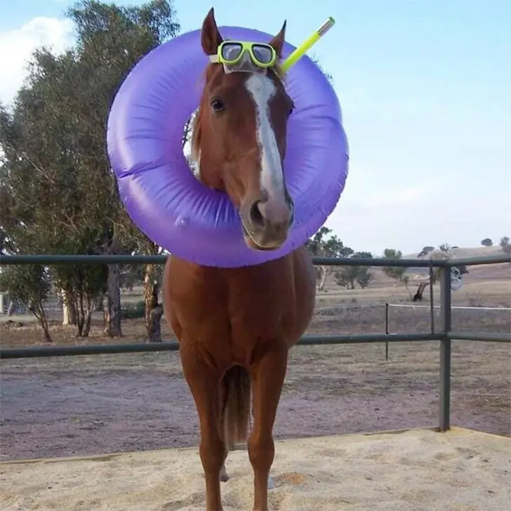 Surf’s Up, Neigh-sayer