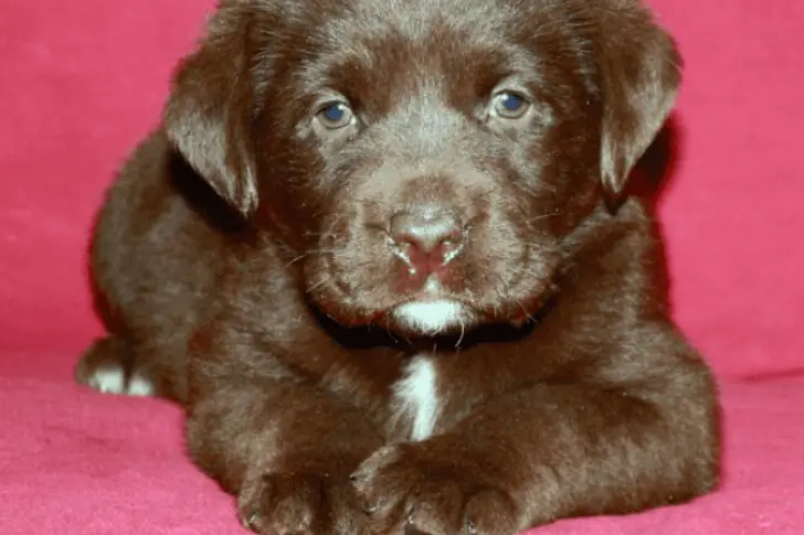 The Pup Named Miracle