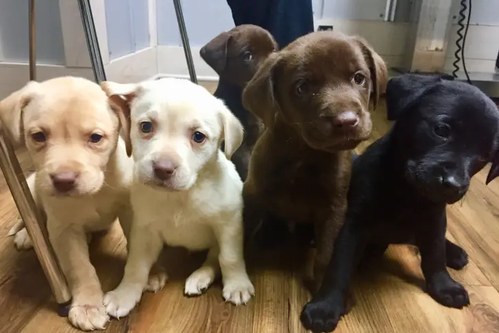 One Mother, Two Litters