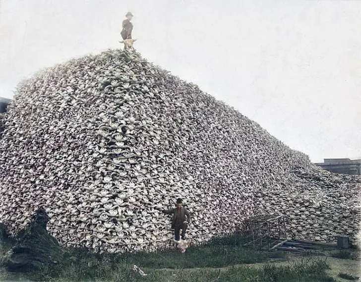 Bison Skulls – Circa 1870