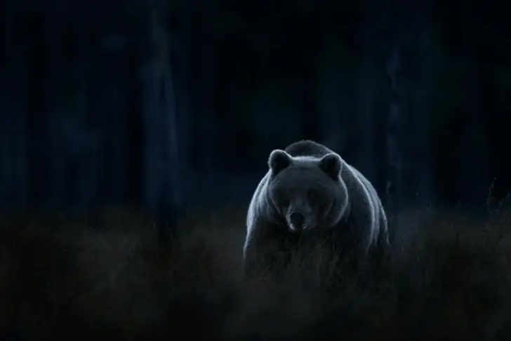 The Bear’s Silent Mission