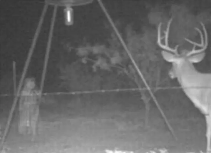 The Mystery Guest in the Woods