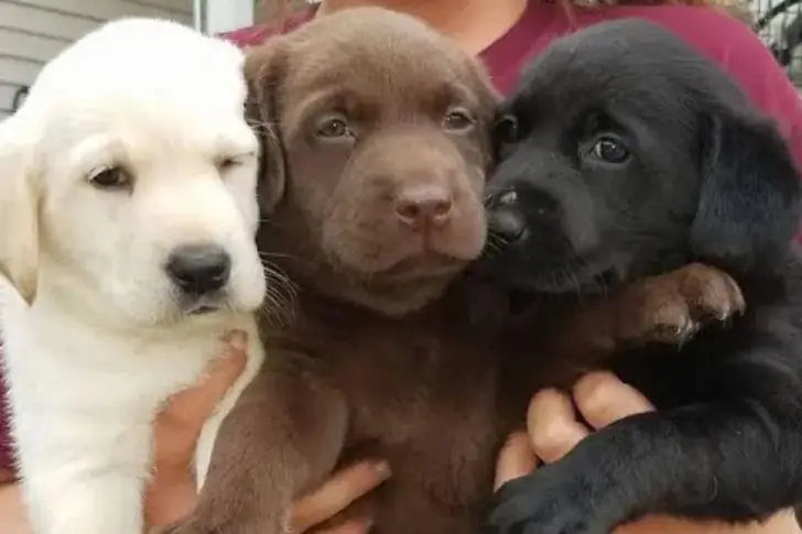 Ready for New Homes