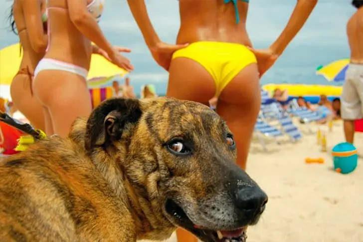 Beach Patrol on Four Paws
