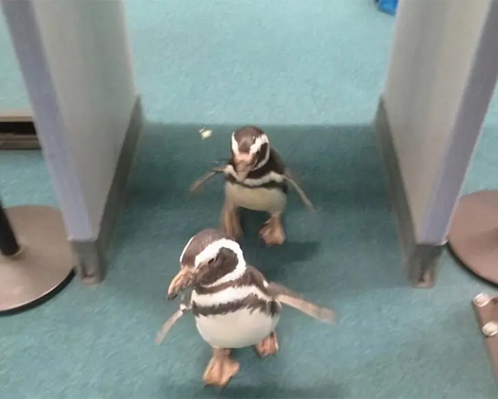 Flightless Birds Catch A Flight