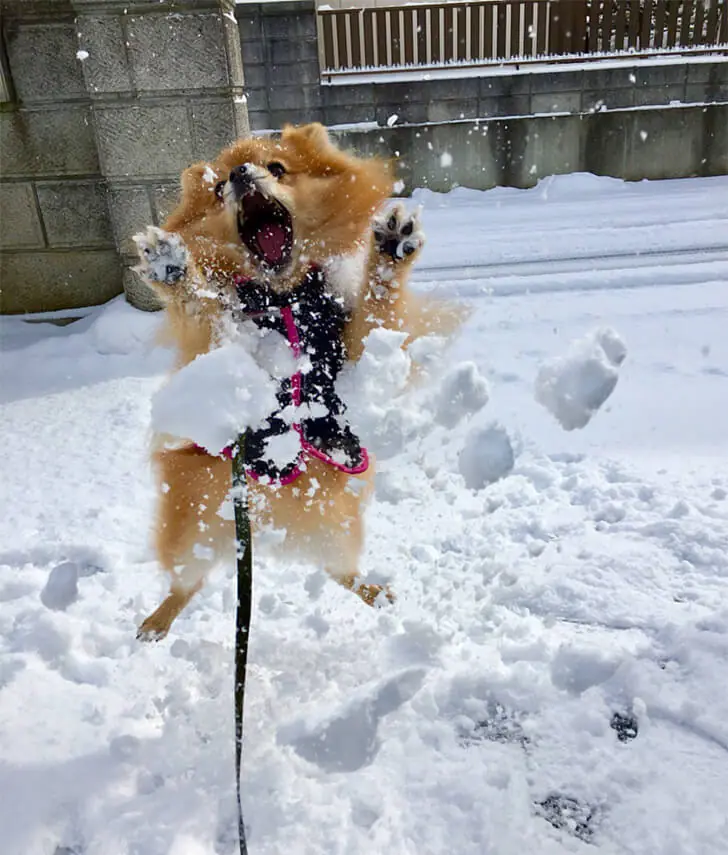 Pomeranian’s Snowy Playtime