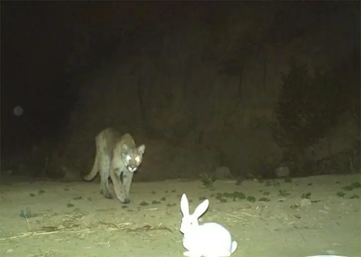The Unsuspecting Glamorous Hare vs. the Mountain Lion