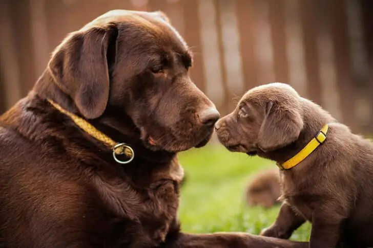 Every Dog’s Worth