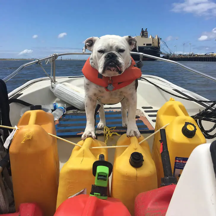 Bulldog at the Helm
