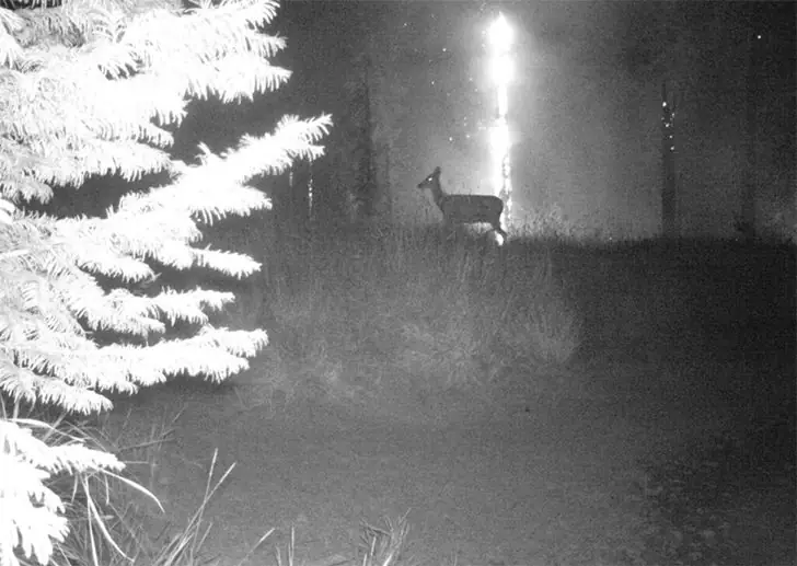 Die Feuerhölle im Wald