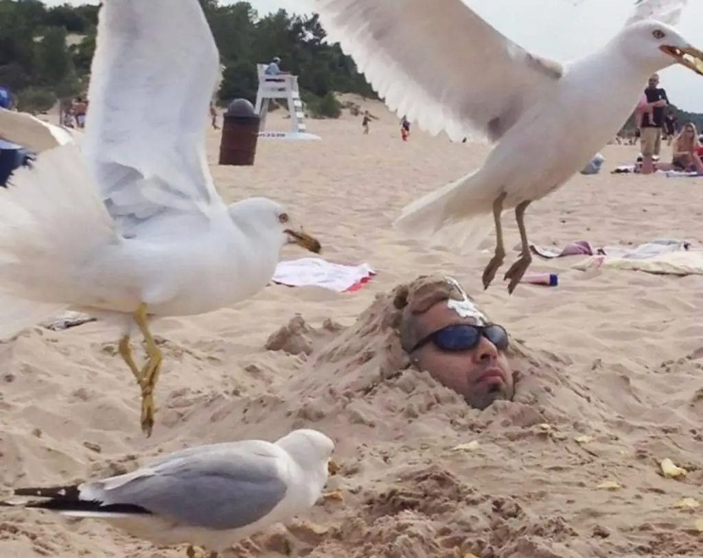 A Seagull’s Bullseye