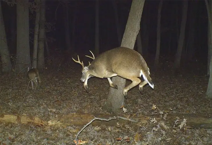 The Mid-Air Mule Kick