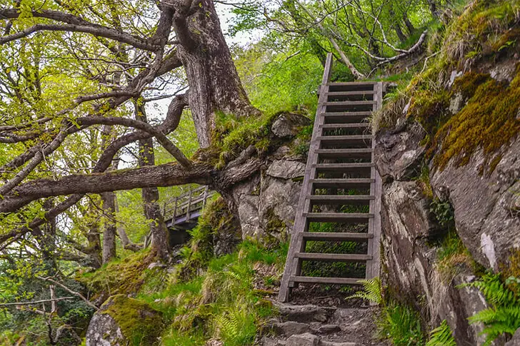 Une découverte inquiétante a été faite tout en haut de l’arbre