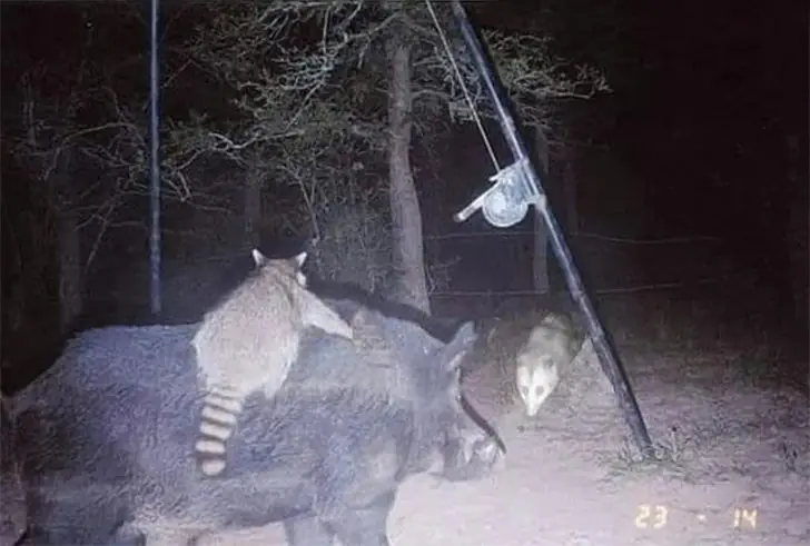 Unerwartetes Duo im Wald