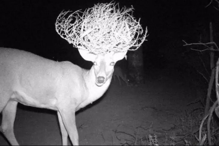 Crowned in Tumbleweed Couture