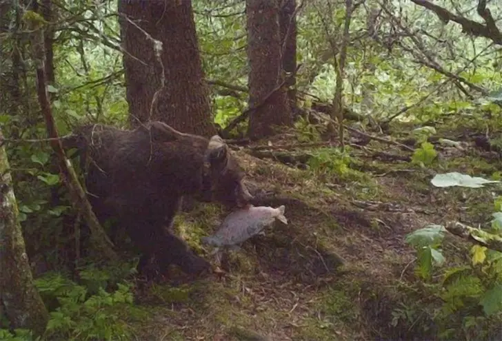 The Salmon Heist in the Woods