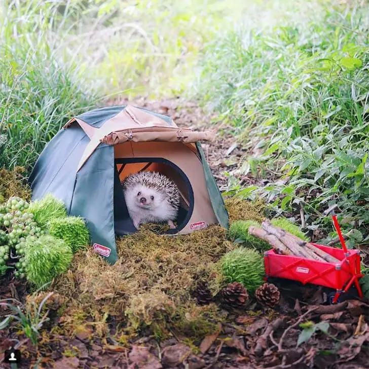 Hedgehog’s Guide to Micro Glamping