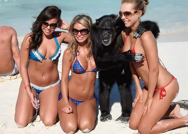 Cheeky Chimp Joins the Beach Crew