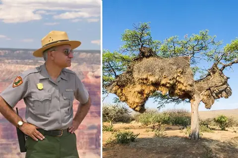 Ranger Turns Detective After Stumbling Upon Disturbing Clues at Bird Nest