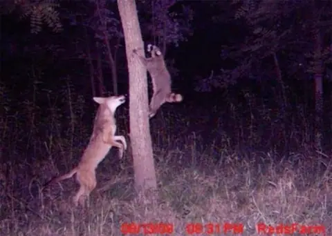 These Trail Cam Photos Are Proof That The Woods Don’t Want You There