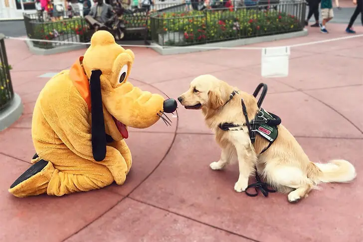 Canine Encounter of the Disney Kind