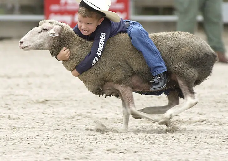 Rodeo-Training mal anders