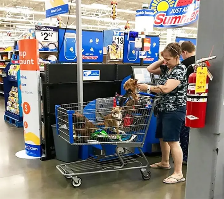 Furry Shopping Squad