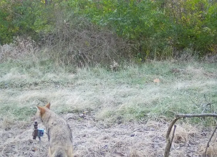 Tierischer Regisseur