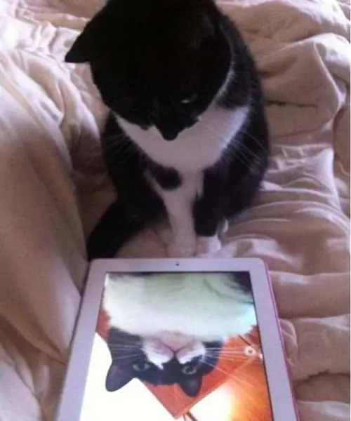 Katzengenialer Schnappschuss