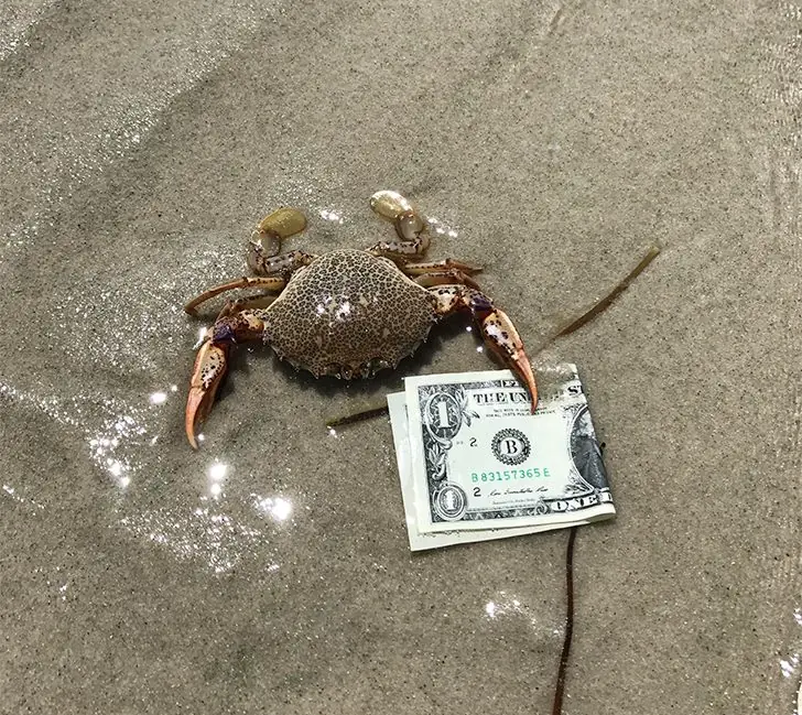 Beach Budgeting, Crab Style