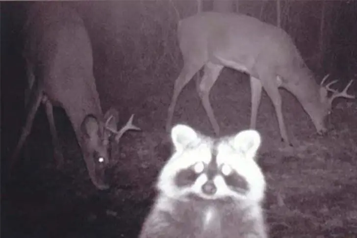 Raccoon Steals the Spotlight