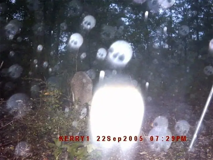 When the Woods Play Tricks on You