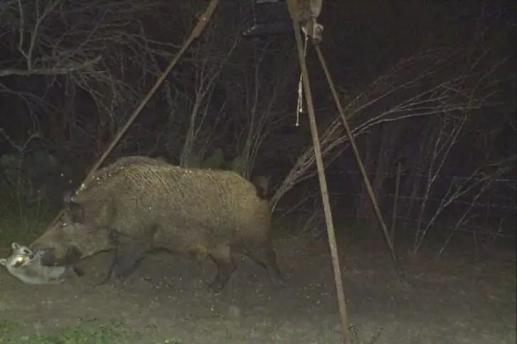 Battle at the Midnight Feeder
