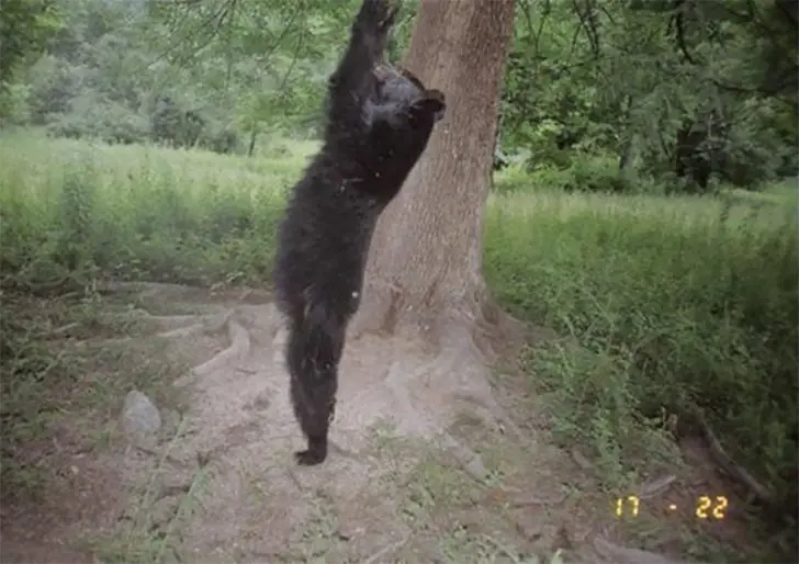 Forest Gym Session, Bear Style