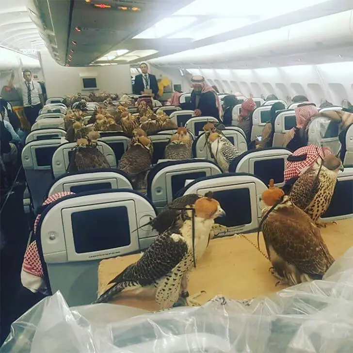 Falken als fliegende VIPs