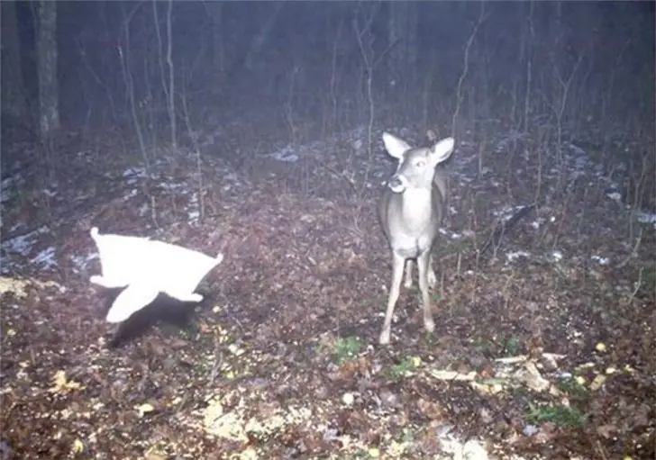The Deer And The Flying Squirrel Return
