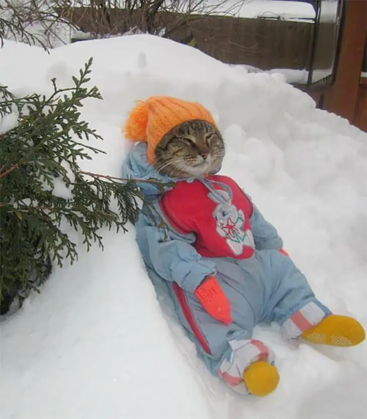 Fashion Forward Feline