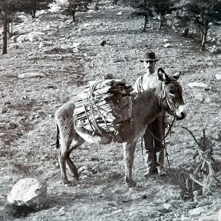 Gathering Wood – Late 1800s