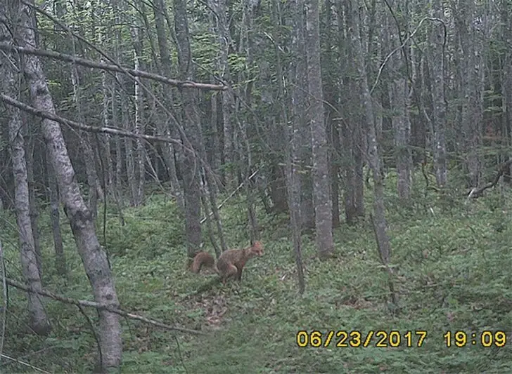 Privacy, Please—Fox Edition