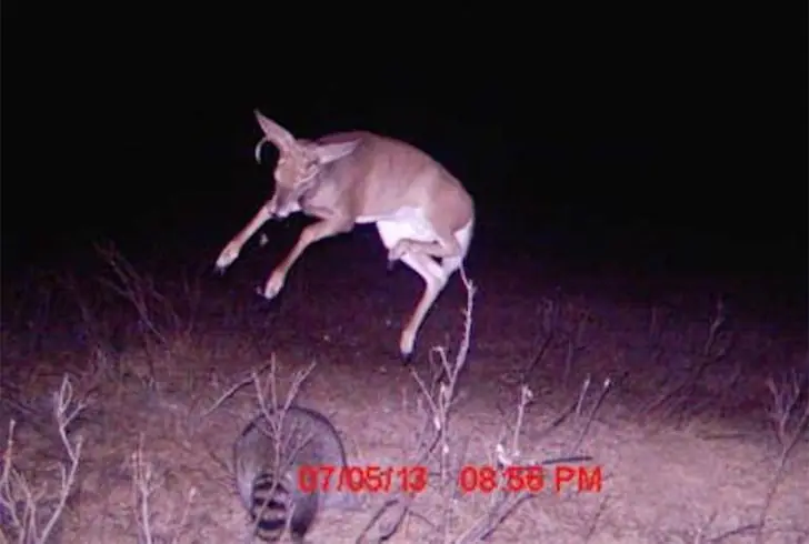 The Deer That Jump-Scared Itself