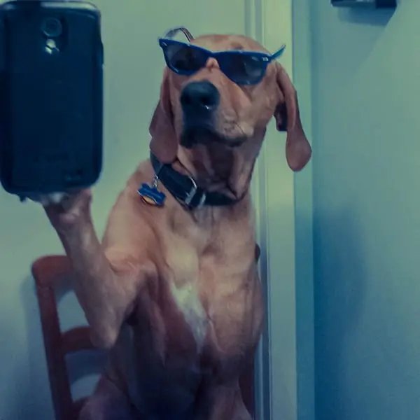 Ein Hund lernt tricksen