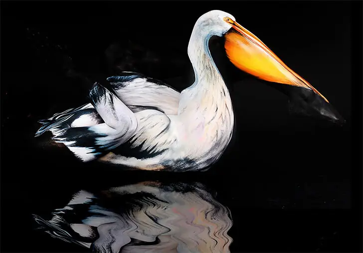 A Pelican’s Tale
