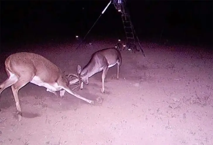Battle of the Bucks