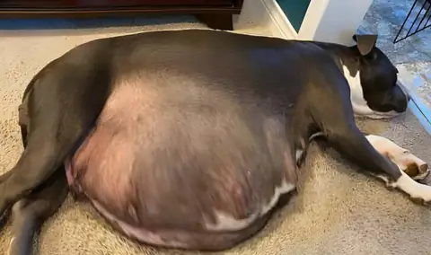 Labrador Mom Pops Out Puppies Like A Slot Machine Gone Off The Rails