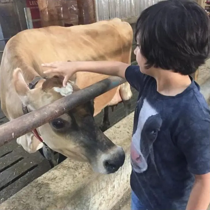 Cow-incidence on the Farm