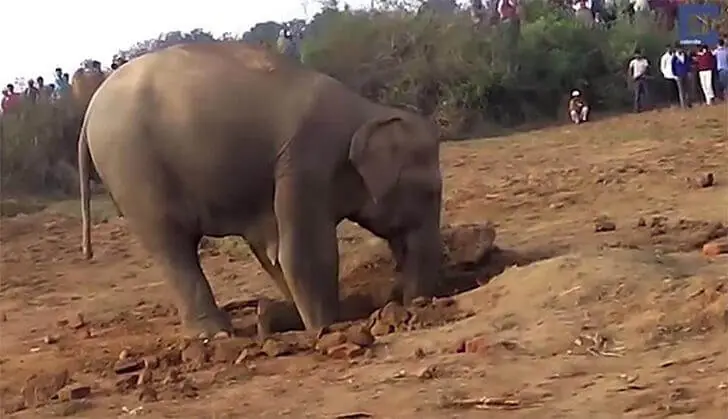 Ein Elefant sorgt für Wirbel