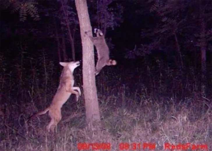 Wenn David und Goliath im Wald aufeinandertreffen