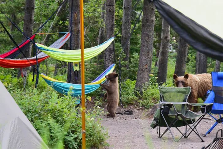 Bearly a Camp Left Standing