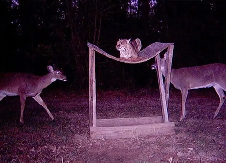 The Silent Waiter of the Woods